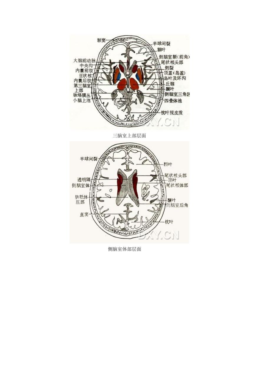 颅脑ct横断简明解剖_第3页