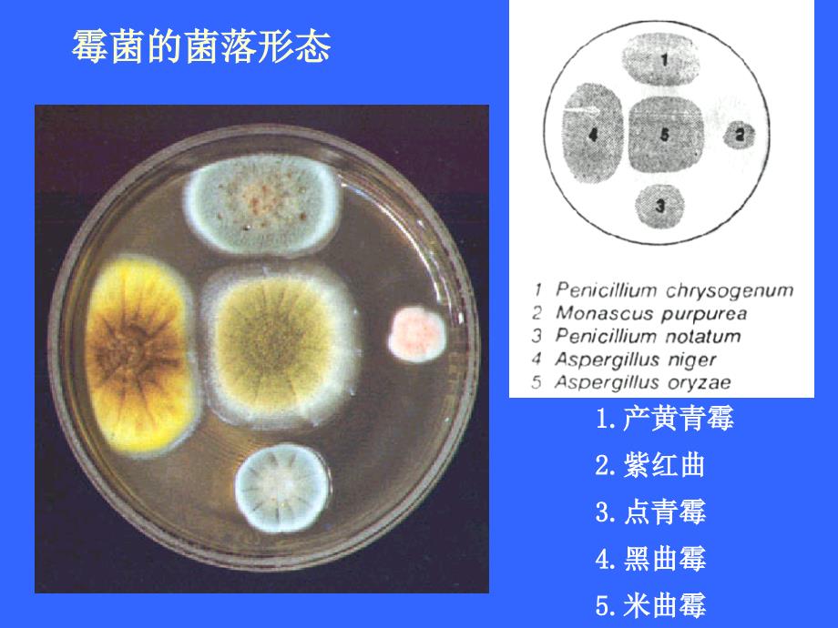 微生物学    霉菌_第3页