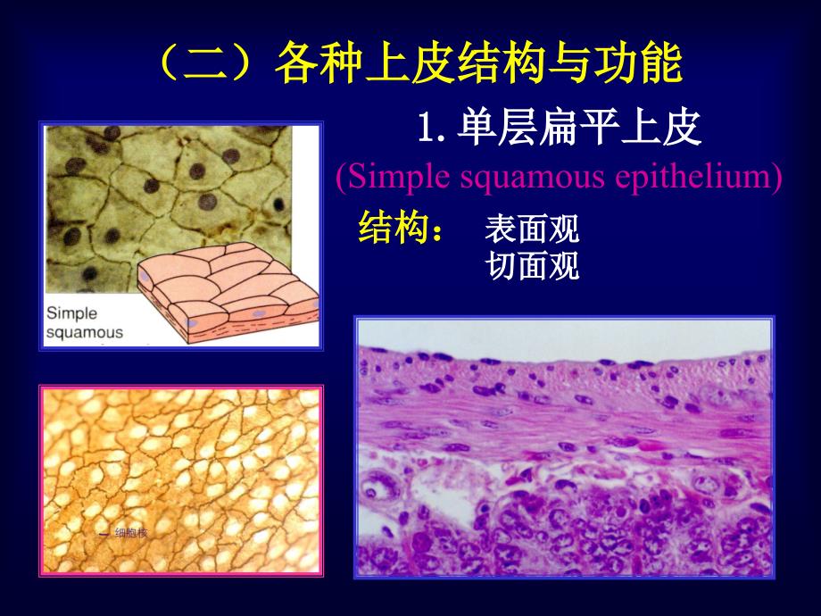 组织学与胚胎学 第2章 上皮组织(上)_第4页