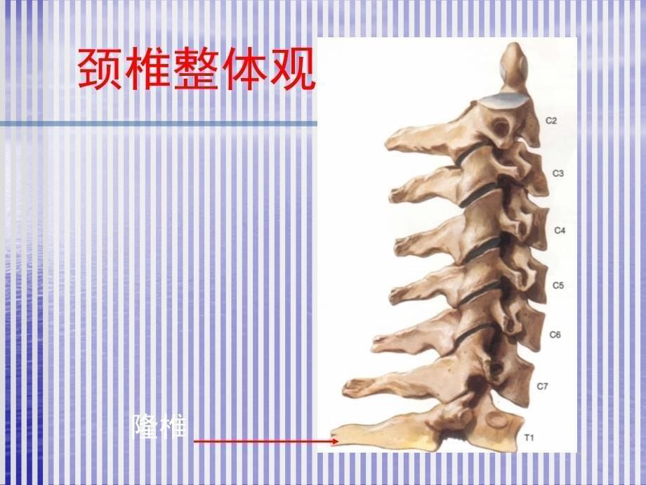 颈椎病应用解剖2_第5页