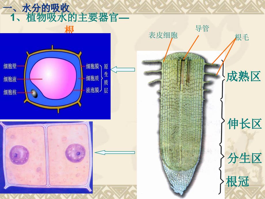 植物对水分的吸收(上课)_第2页