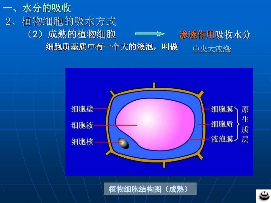 植物对水分的吸收(上课)_第5页