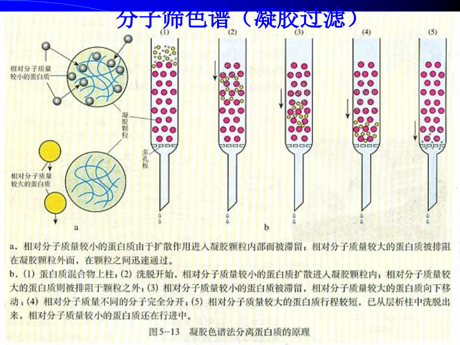 南农  生物分离工程  修改生物分离6 凝胶_第2页