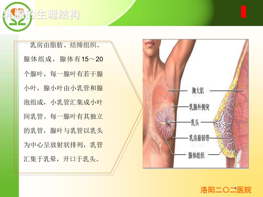 乳腺疾病的预防与保健_第4页