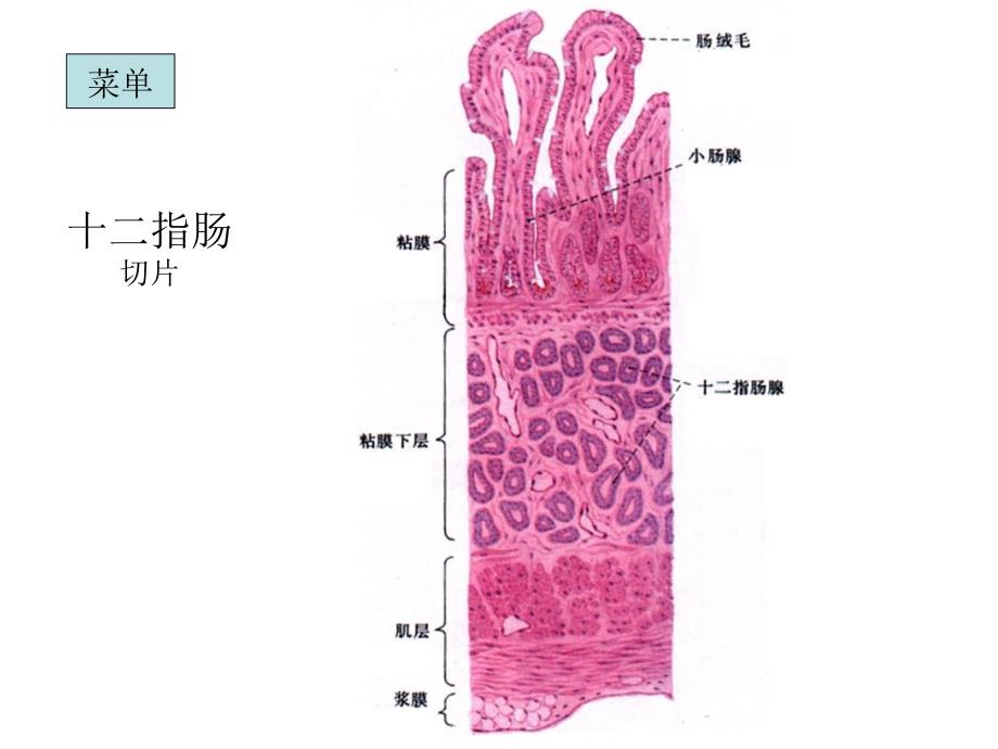 组织胚胎学切片复习(下)_第3页