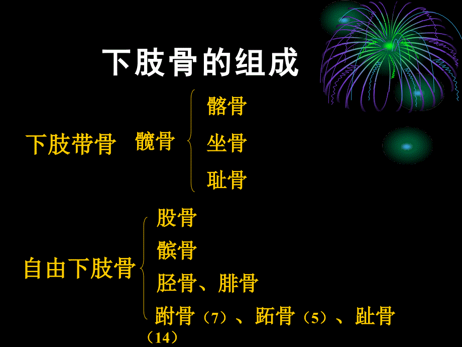 人体正常结构下肢骨及其连接_第2页