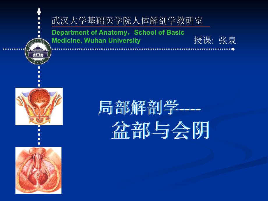 局部解剖学会阴部2_第1页