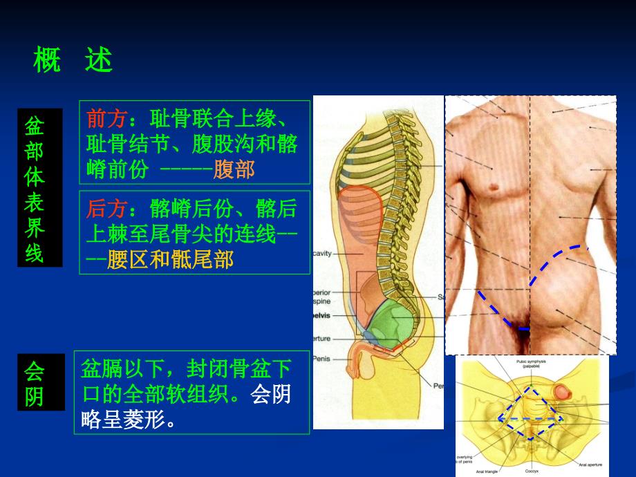 局部解剖学会阴部2_第2页