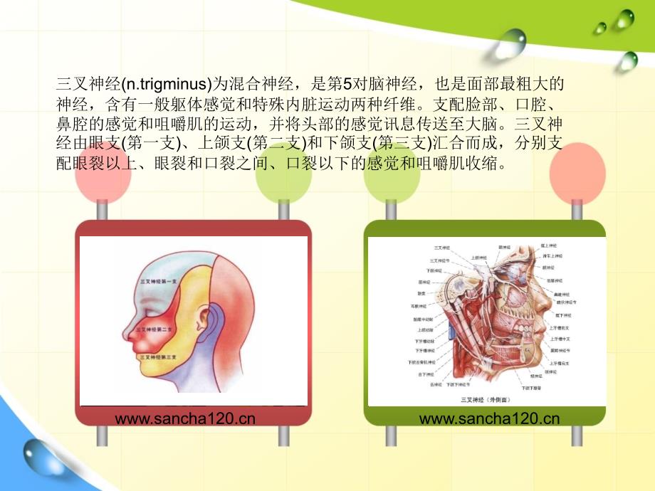 三叉神经在人体哪个地方_第4页