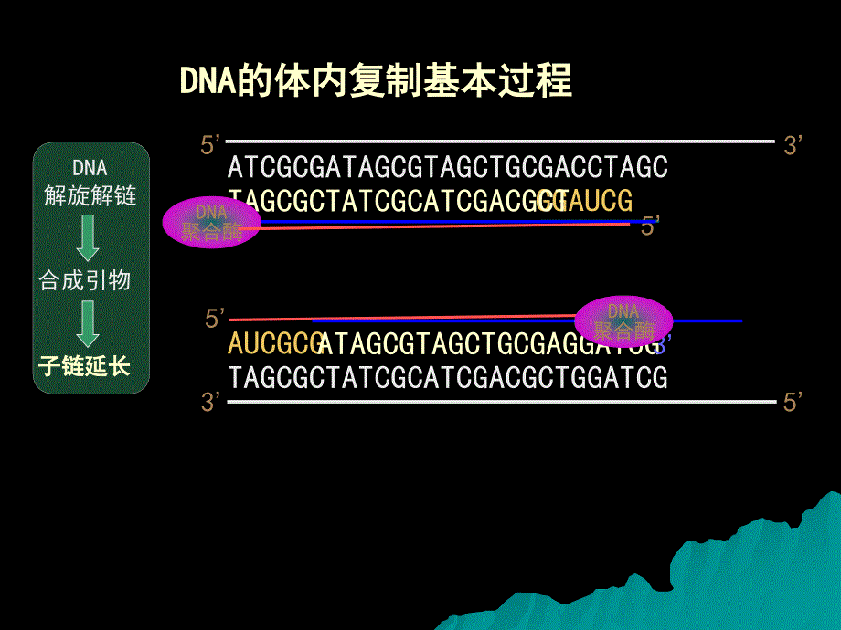 高中生物核心概念高考复习课件-pcr技术_第4页