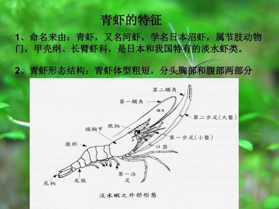 生物饵料培养学ppt_第5页