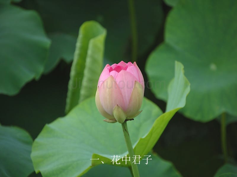 品位高洁的中华菏文化(花卉,41个画面)_第3页