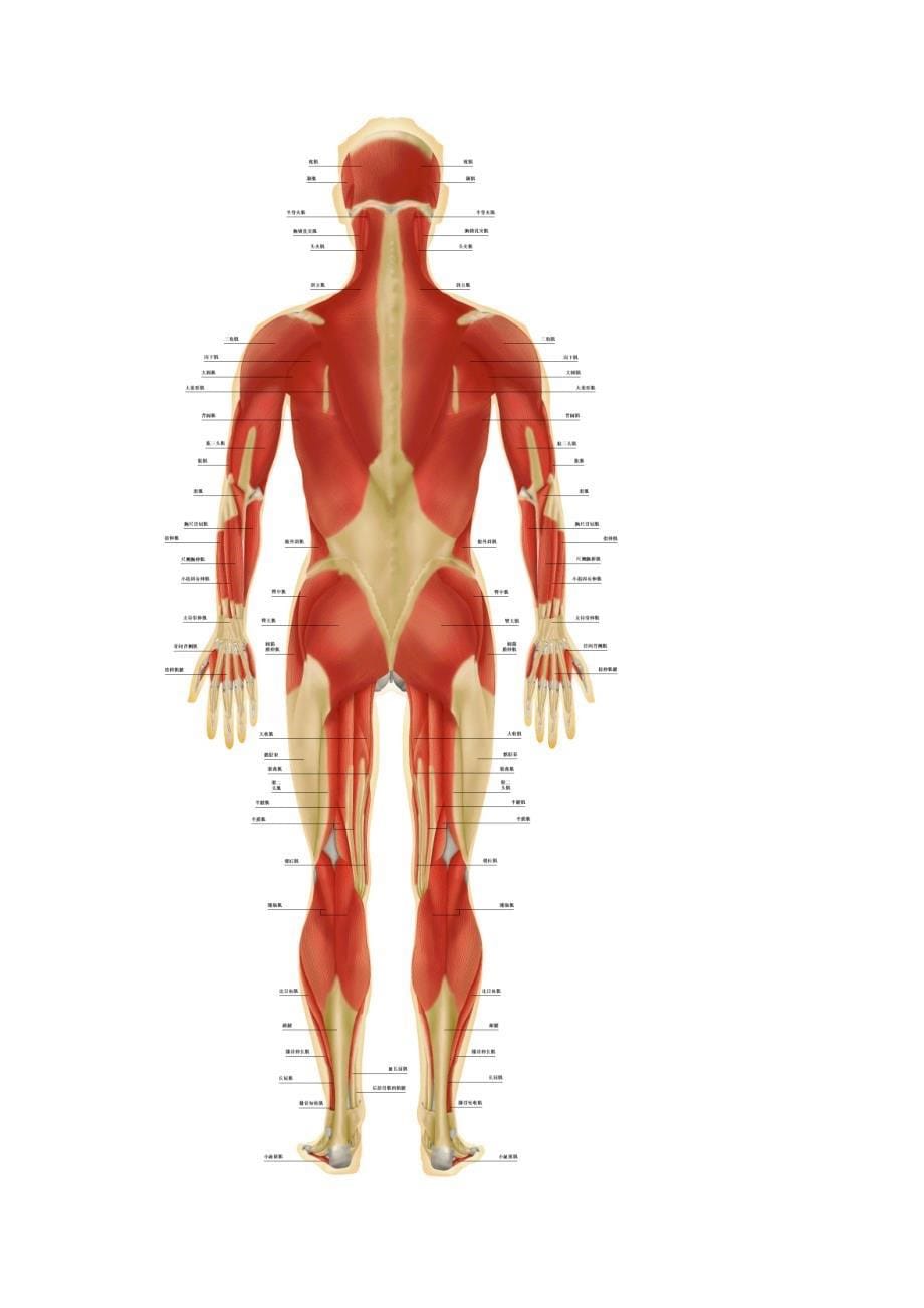 医用  人体结构参考图_第5页