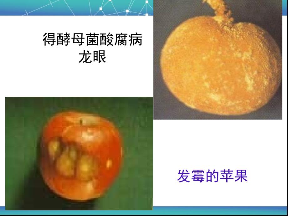 青岛版科学六年级上册馒头发霉了课件_第4页