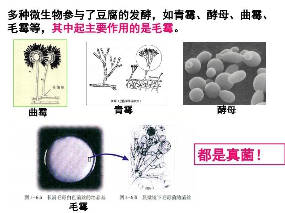 课题2 腐乳的制作_第5页