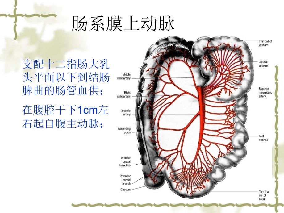 中、下腹部脏器_第3页