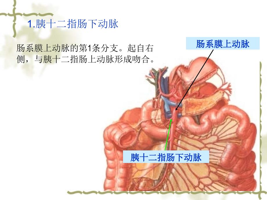 中、下腹部脏器_第4页