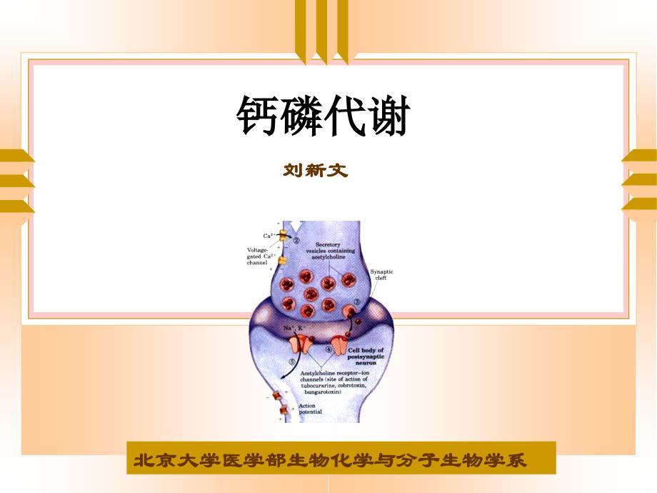 钙磷代谢紊乱的分子学基础_第1页