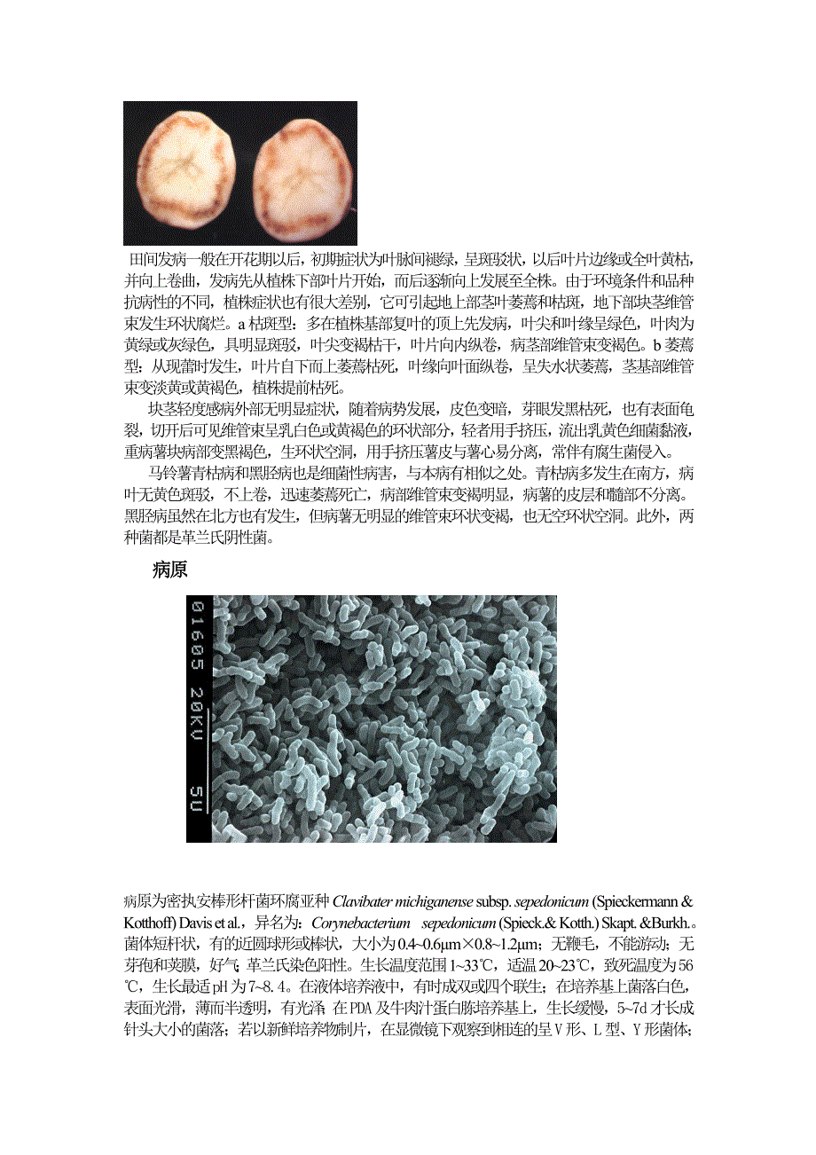 马铃薯细菌性病害文献综述_第2页