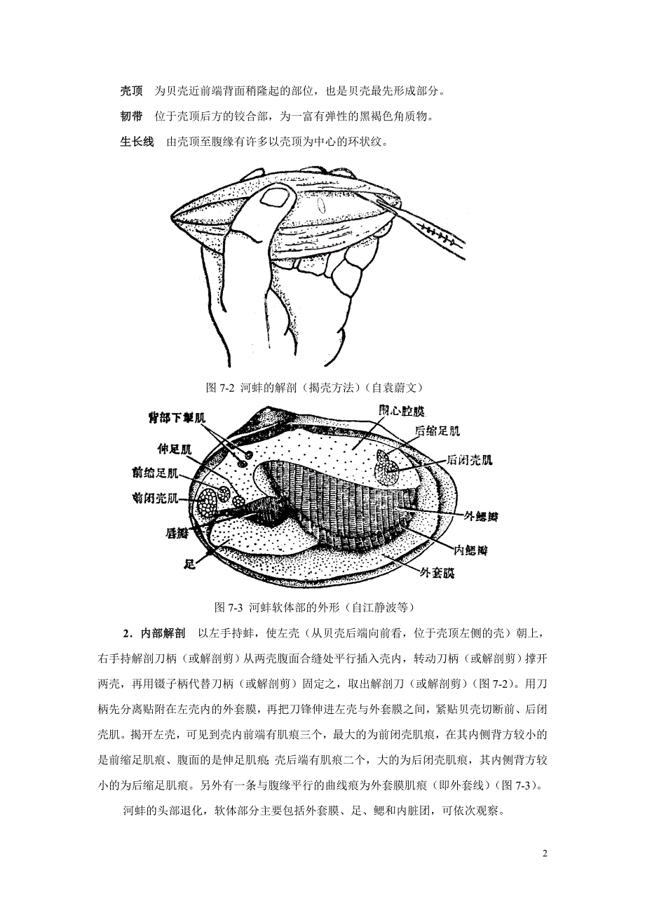 实验十-河蚌解剖及其他软体动物门_第2页