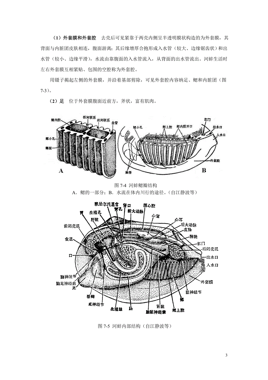 实验十-河蚌解剖及其他软体动物门_第3页