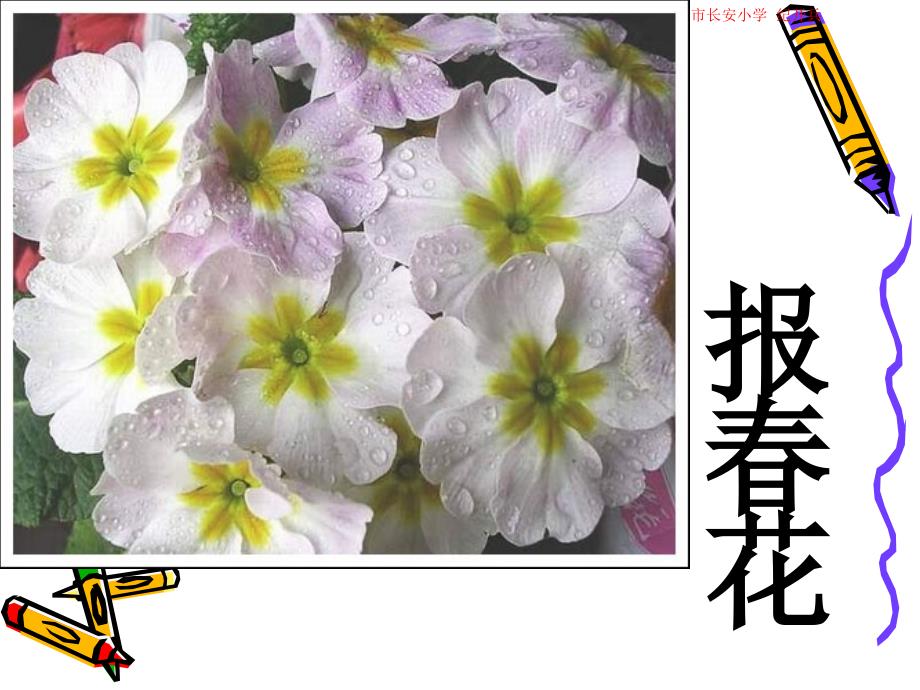 会变色的报春花上课件_第3页