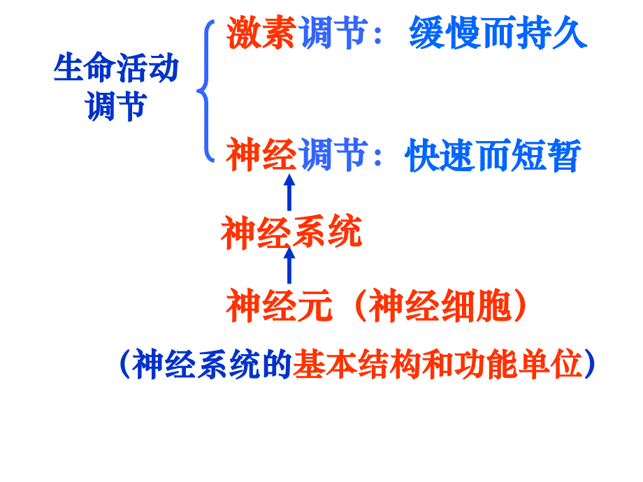 神经调节1浙教版_第4页