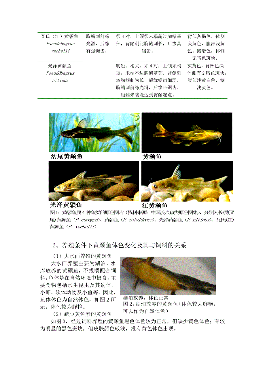 黄颡鱼体色变化及其与饲料的关系_第2页