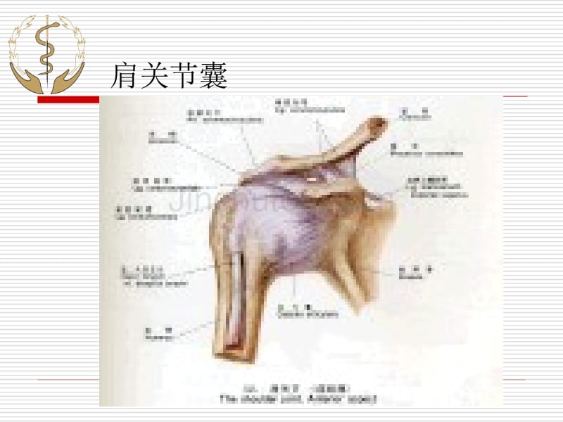 杠杆拔法治疗肩关节功能障碍技术_第4页