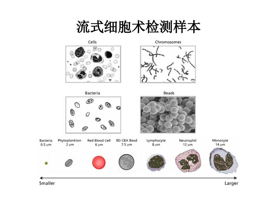 流式细胞仪bd facscanto ii_第4页