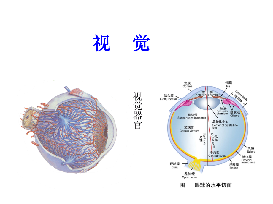 神经生物学 感觉系统-视觉_第1页