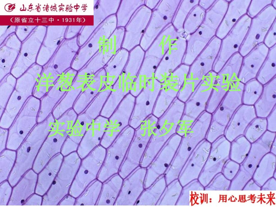 洋葱鳞片临时装片的制作最终整理-(1)_第1页