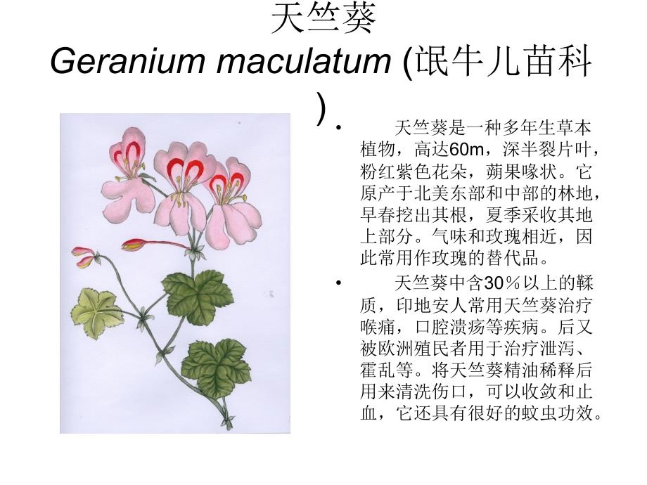 芳香植物资源5_第1页