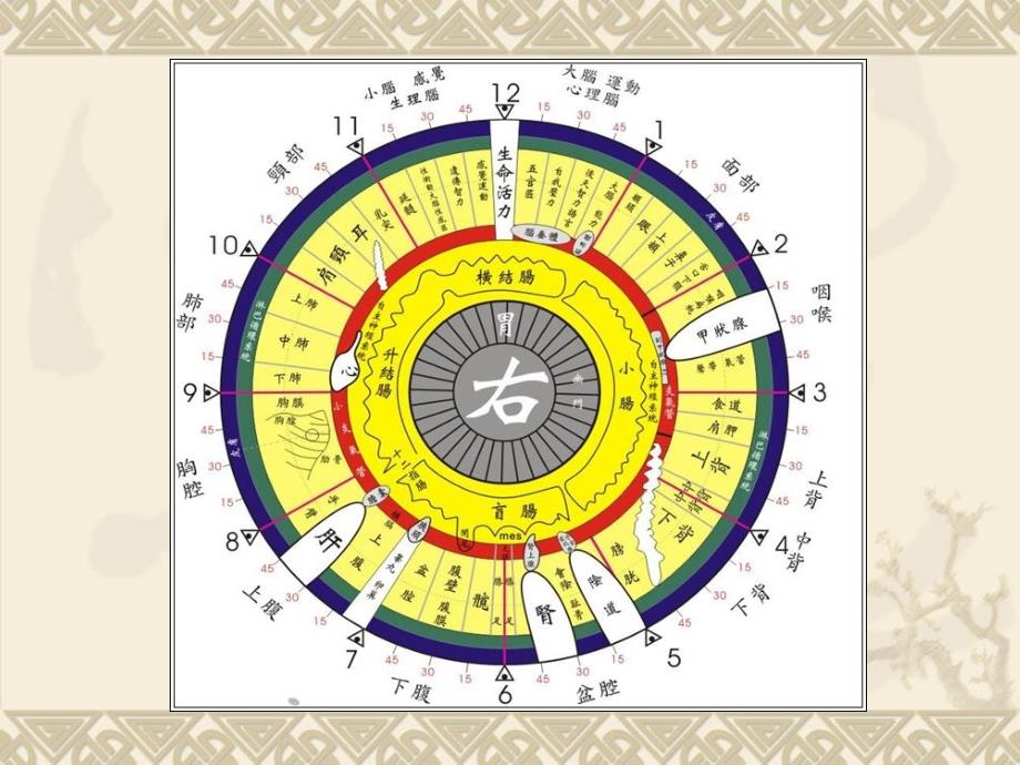 虹膜高级课程肠环_第3页