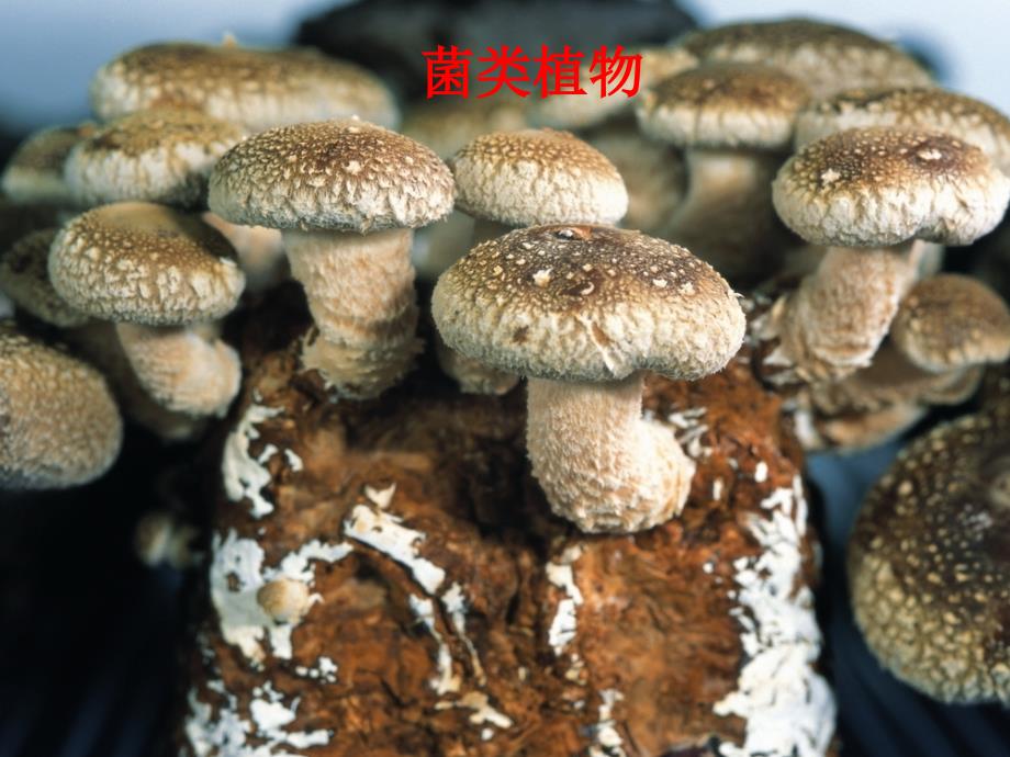 菌类植物药物植物学_第4页