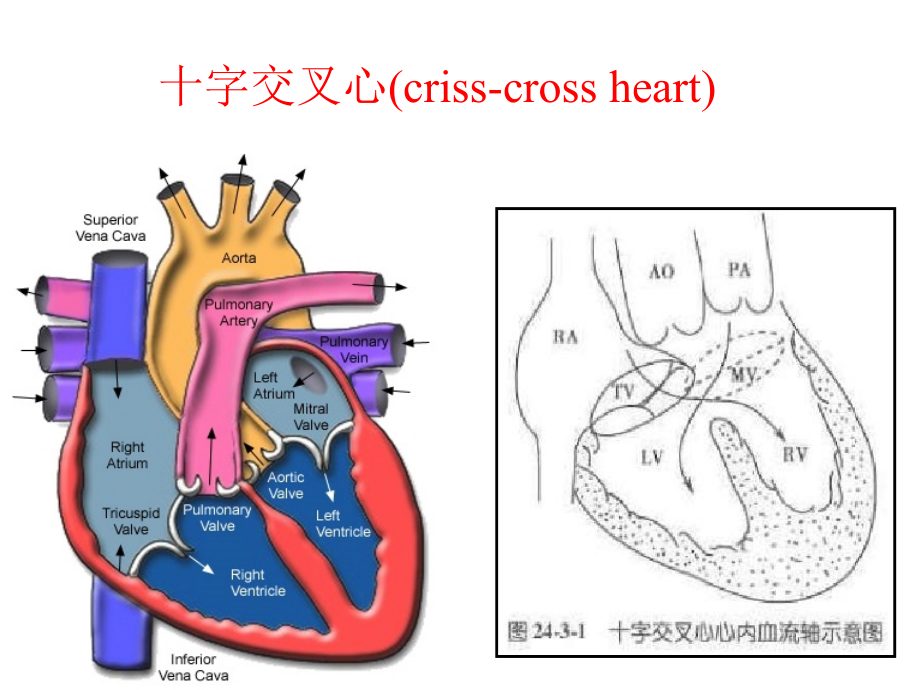 circulatory system(心脏大血管疾病)_第3页