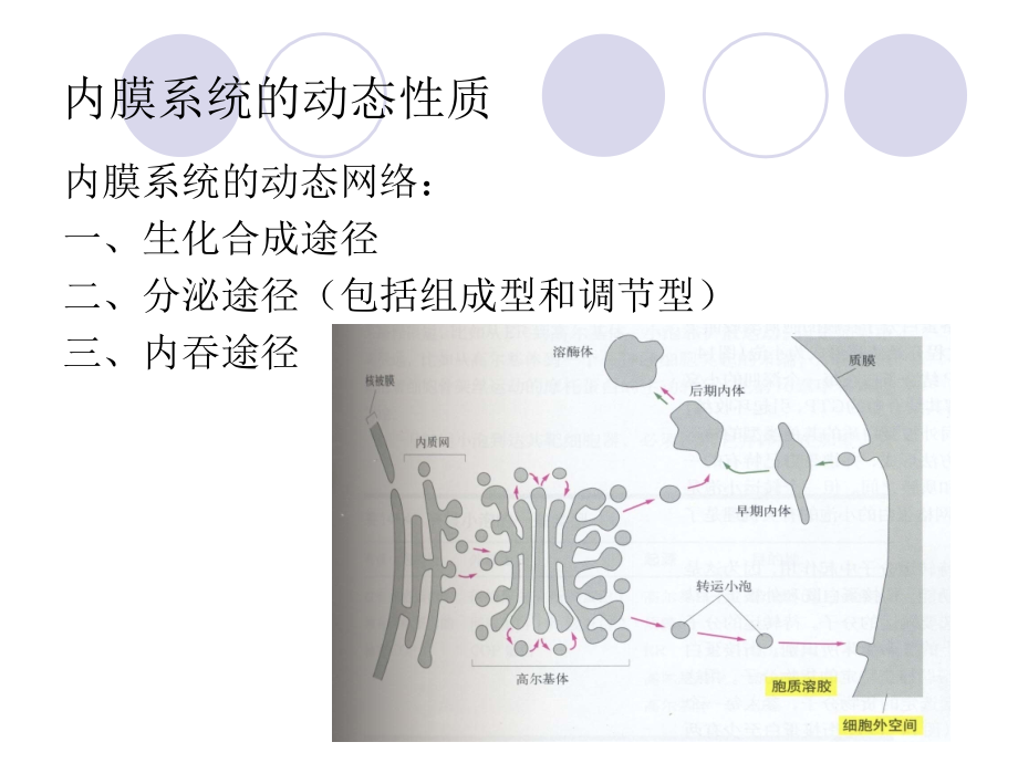 细胞质基质与细胞内膜系统_第4页