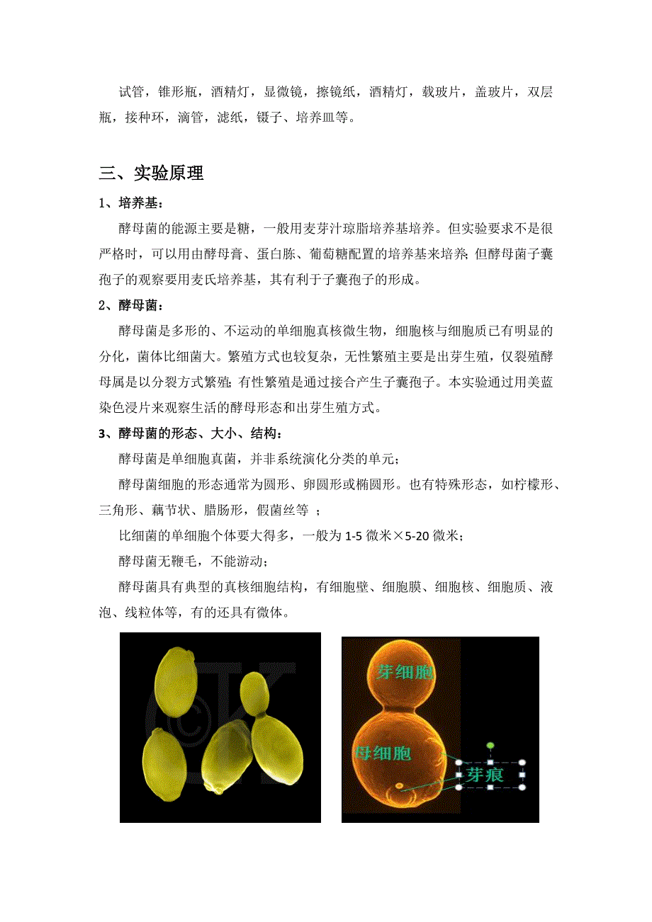 微生物实验7 酵母菌_第2页