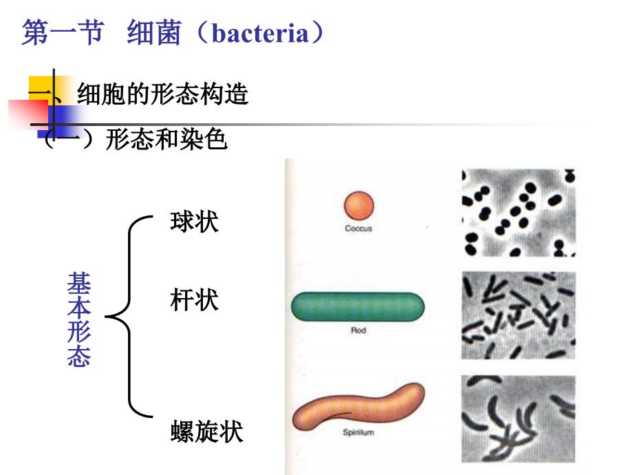 原核微生物hao_第5页