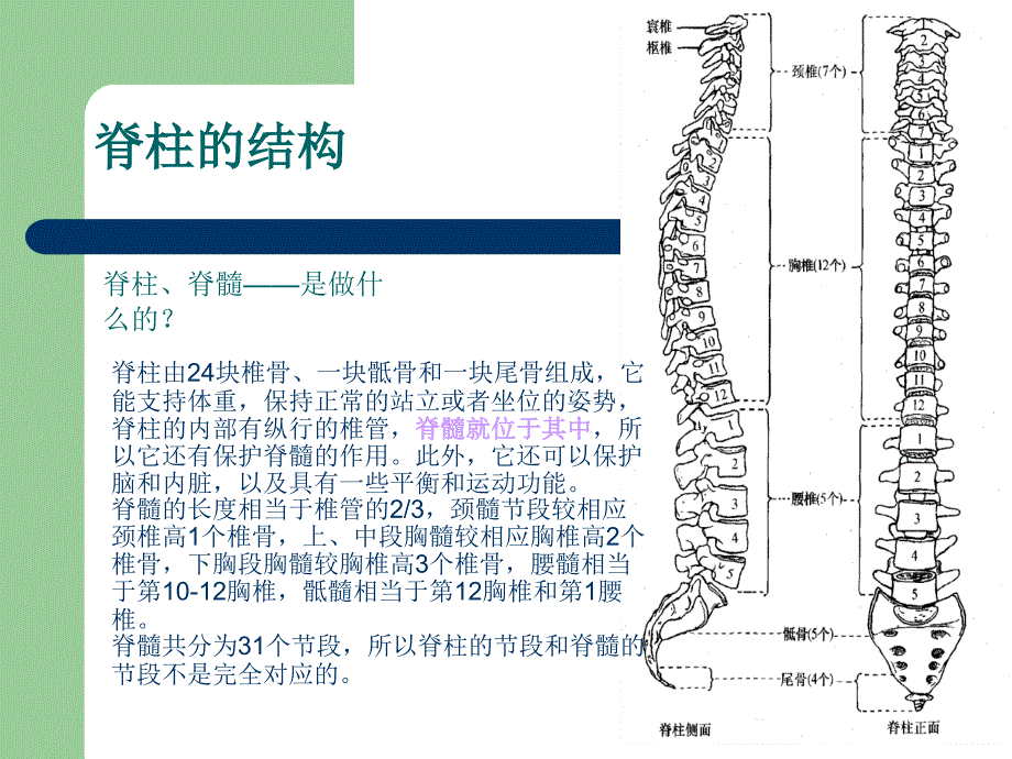 脊髓损伤病人的转运及感觉评估_第3页