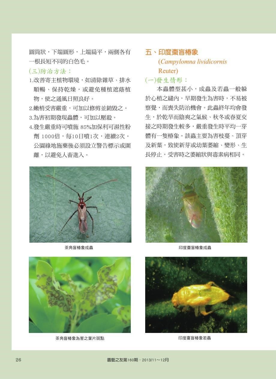 园艺植物椿象之诊断与防治-农友种苗股份有限公_第5页