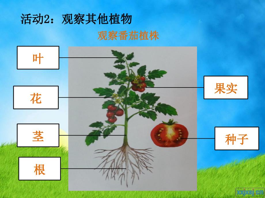 四年级科学上册 观察辣椒植株 2015修订版_第3页