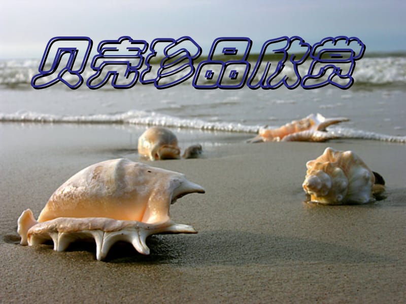 海洋-贝壳珍品欣赏-f._第1页