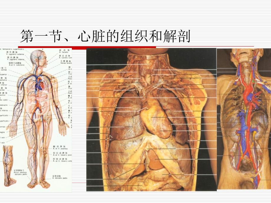 基础医学--循环系统_第3页