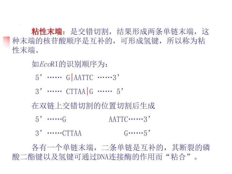 质粒dna限制性酶切图谱分析_第5页