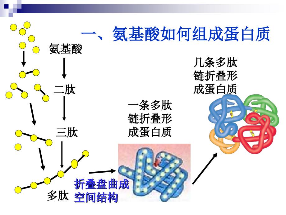 蛋白质的结构和多样性_第2页