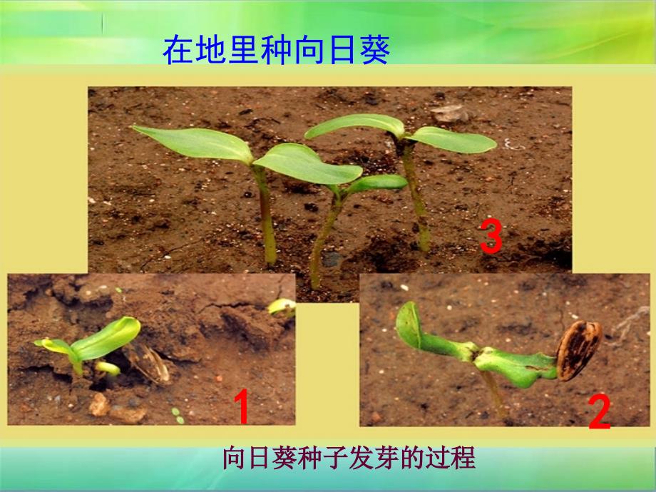 小学科学三下1-2种植我们的植物_第4页