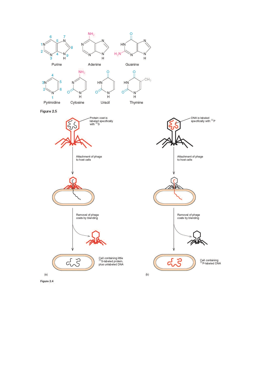 分子生物学图片2_第1页