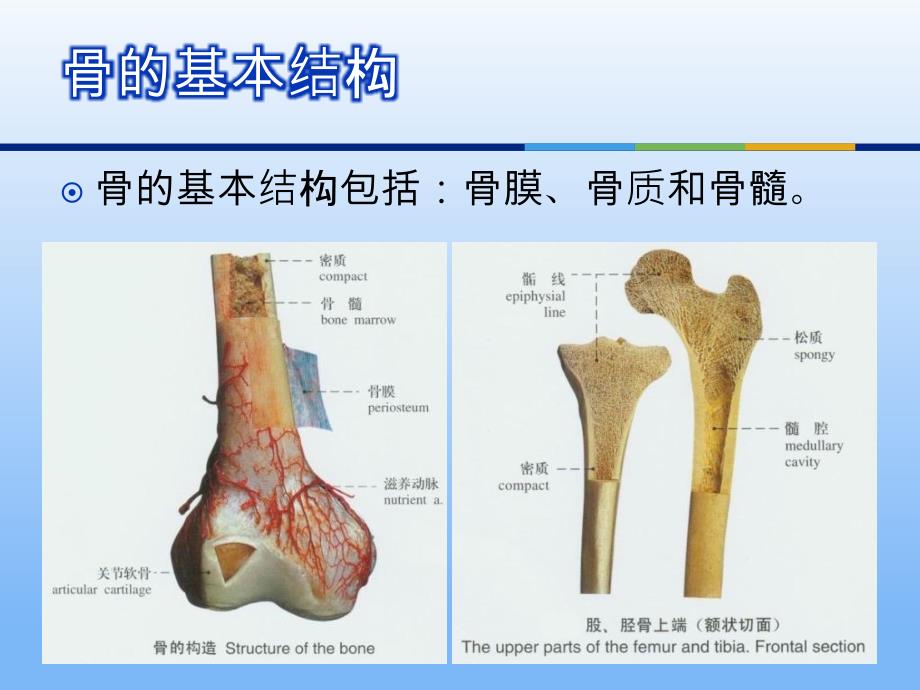 我们的人体支架骨骼的力学性能概论_第3页