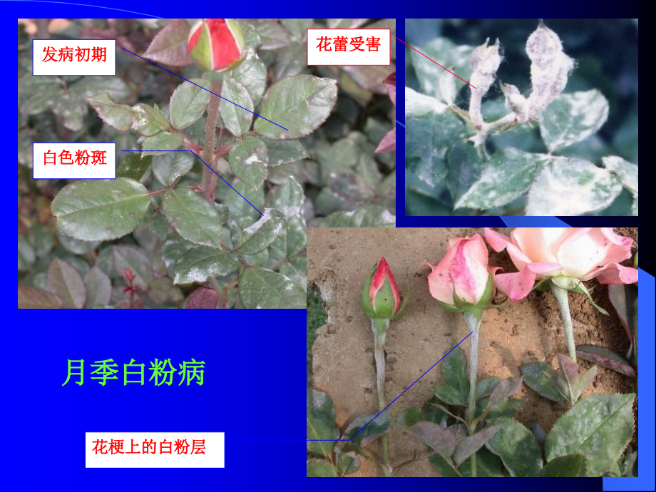 观赏植物病虫害防治_第4页